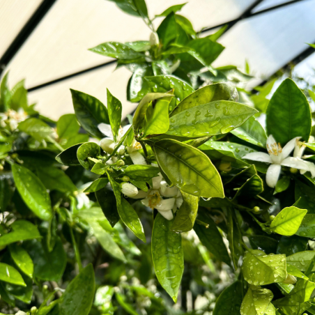 Engrais organique toutes cultures NPK 4-5-8 - pour cultures bio