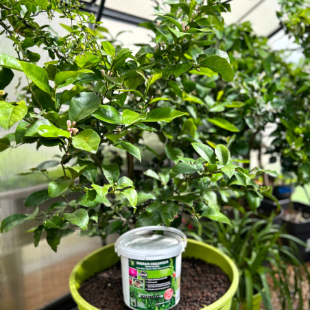 Engrais organique toutes cultures NPK 4-5-8 - pour cultures bio