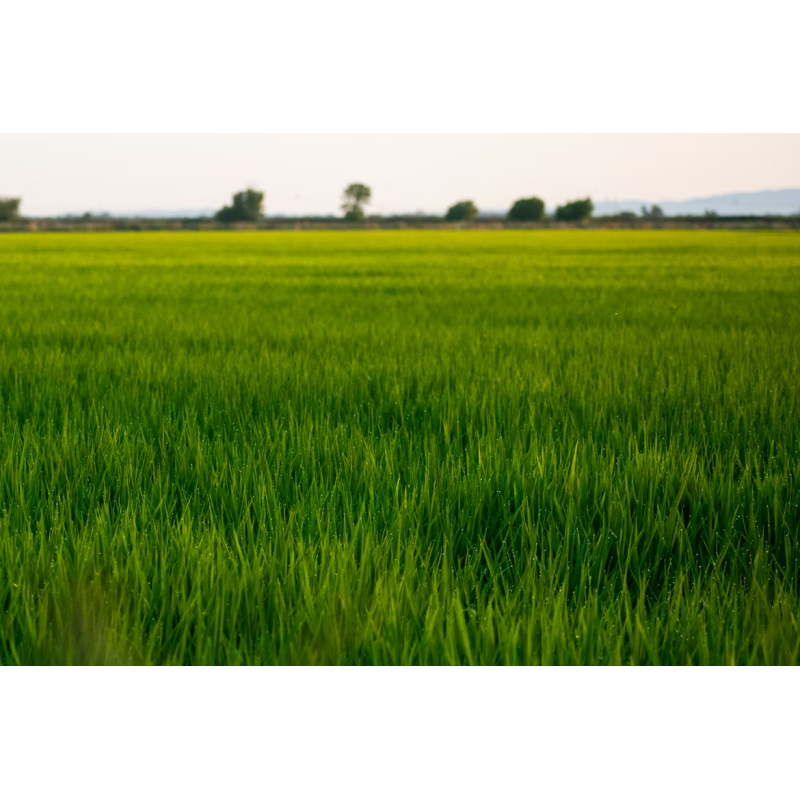 PRAIRIE UNIVERSELLE EN SAC DE 10 KG