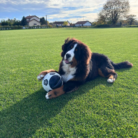 GAZON EN ROULEAU RÉSISTANT
