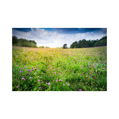 LUZERNE TEAM GREEN EN SACHET DE 1KG