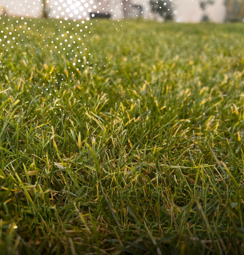 Comprendre la chlorose