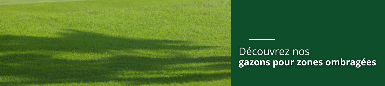 gazon-ombre.png