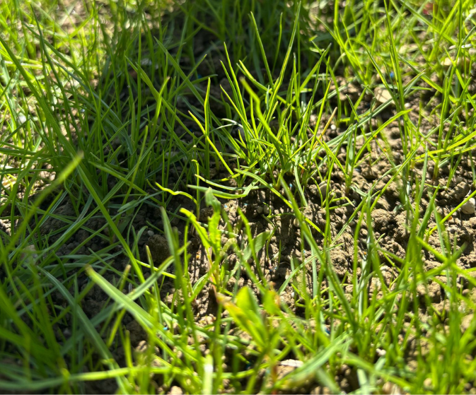 regarnir gazon automne hiver