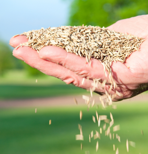Quand réaliser un sur semis ?